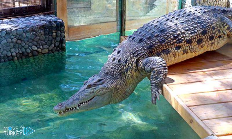أكبر تمساح في تركيا في أنطاليا